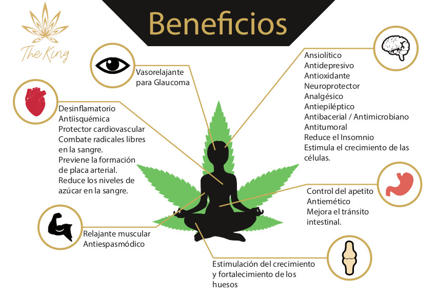 Funcionamiento y recepción del cannabis en nuestro cuerpo