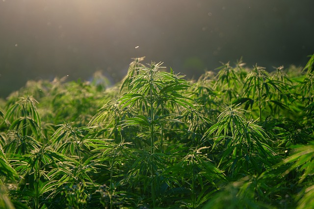 Clasificación y diferencias de la planta de cannabis
